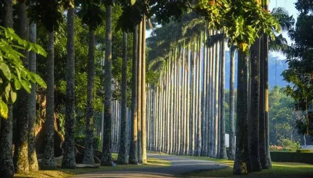 Kandy City Tour – Explore Sri Lanka’s Cultural Capital 4