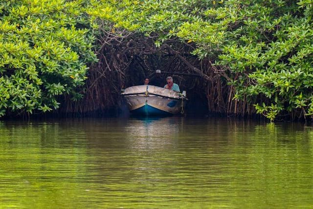 Kosgoda Turtle Hatchery & Madu river Boat Ride Day Tour 5