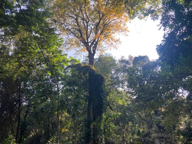 Udawatta Kele Sanctuary – Kandy’s Hidden Forest Reserve - Photo 5