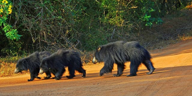 Morning Safari at Yala National Park– Best Wildlife Experience in Sri Lanka 4
