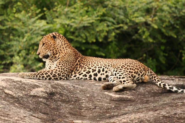 Morning Safari at Yala National Park– Best Wildlife Experience in Sri Lanka 6