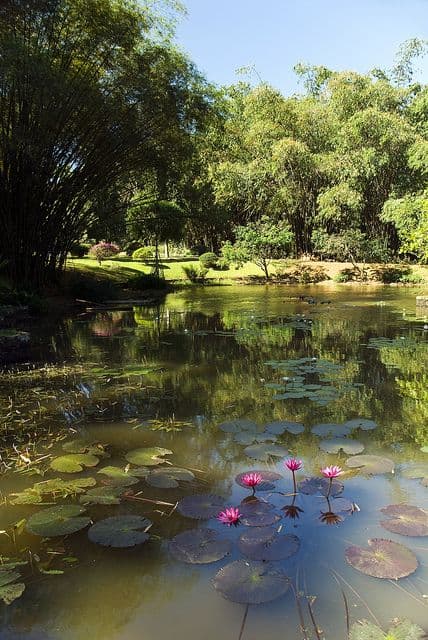 Peradeniya Botanical Garden: Sri Lanka’s Royal Green Sanctuary - Photo 1