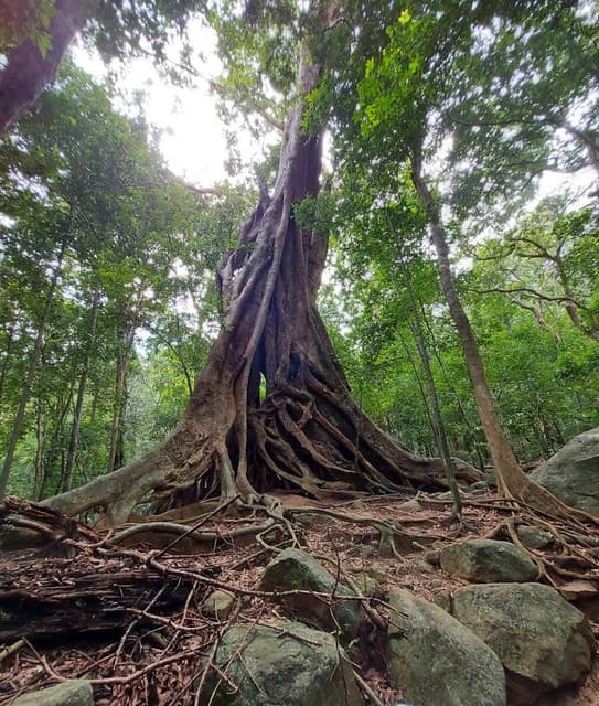 Ritigala Buddhist Monastery Sri Lanka - Ancient Ruins & Sacred Forest - Photo 4
