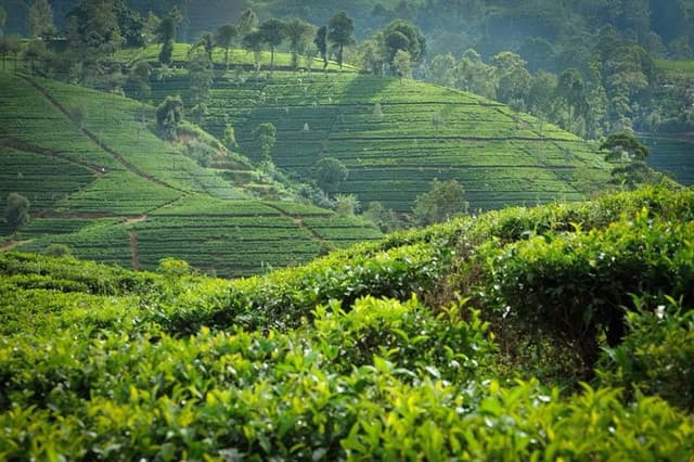Nuwara Eliya Tea Plantation Tours: Discover Sri Lanka’s Highland Heritage - Photo 2