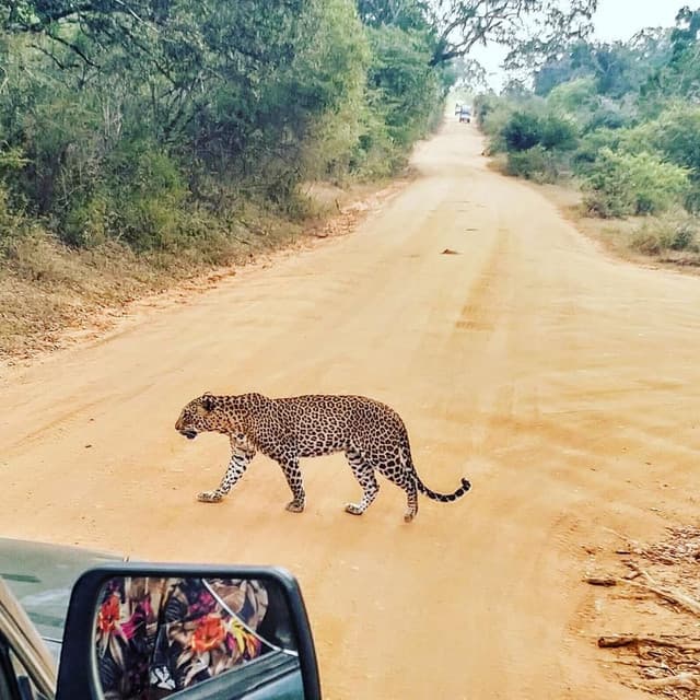 Yala National Park – Sri Lanka’s Wildlife Crown Jewel - Photo 2