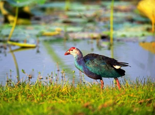 Muthurajawela Boat Safari in Sri Lanka – A Hidden Wetland Paradise Near Colombo - Photo 4