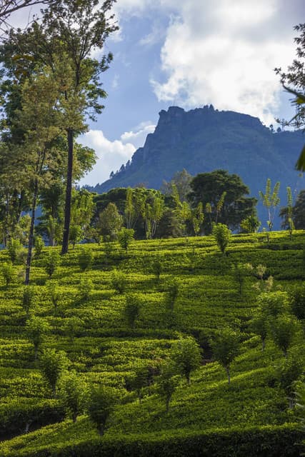 Nuwara Eliya Tea Plantation Tours: Discover Sri Lanka’s Highland Heritage - Photo 1