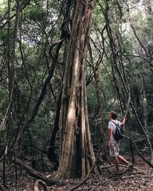 Namal Uyana Nature Trail –  Explore Sri Lanka’s Ironwood Forest and Quartz Mountain - Photo 5