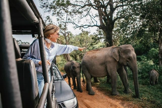 Afternoon Safari at Yala National Park  – Best Wildlife Experience in Sri Lanka 4