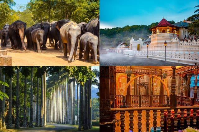 Full Day All - Inclusive Pinnawala Elephant Orphanage & Kandy City Tour