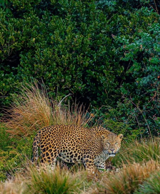 Horton Plains National Park – Sri Lanka’s Misty Highland Adventure - Photo 2