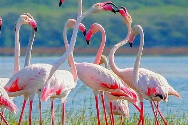 Morning Half-Day Safari at Kumana National Park 4