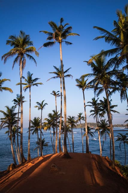 Coconut Tree Hill Mirissa – A Scenic Tropical Icon in Sri Lanka