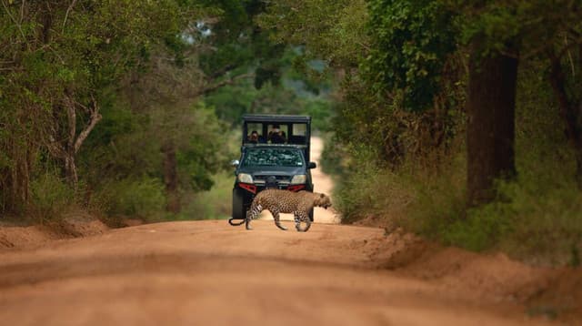 Yala National Park – Sri Lanka’s Wildlife Crown Jewel - Photo 6