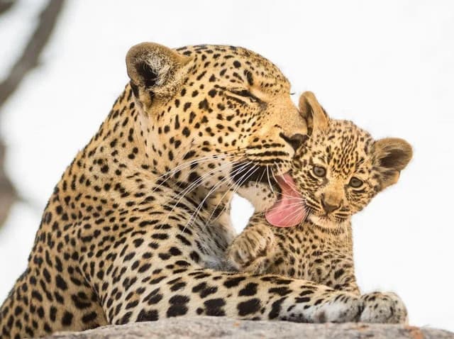 Morning Safari at Yala National Park– Best Wildlife Experience in Sri Lanka 5