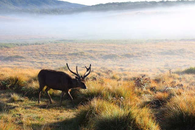 Horton Plains National Park – Sri Lanka’s Misty Highland Adventure - Photo 3