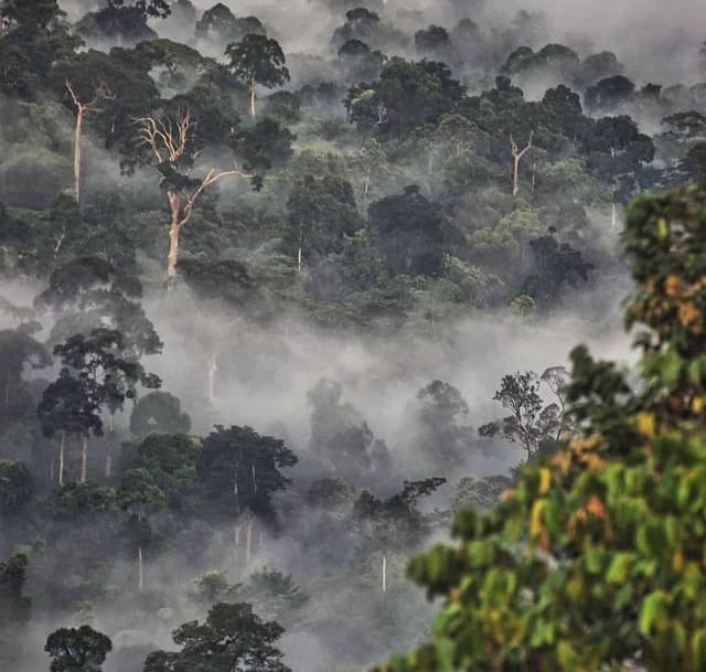 Sinharaja Rainforest – Gateway to Sri Lanka’s Natural Heritage