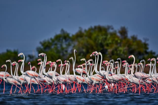 Morning Half-Day Safari at Bundala National Park