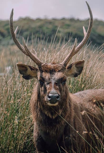 Horton Plains National Park – Sri Lanka’s Misty Highland Adventure