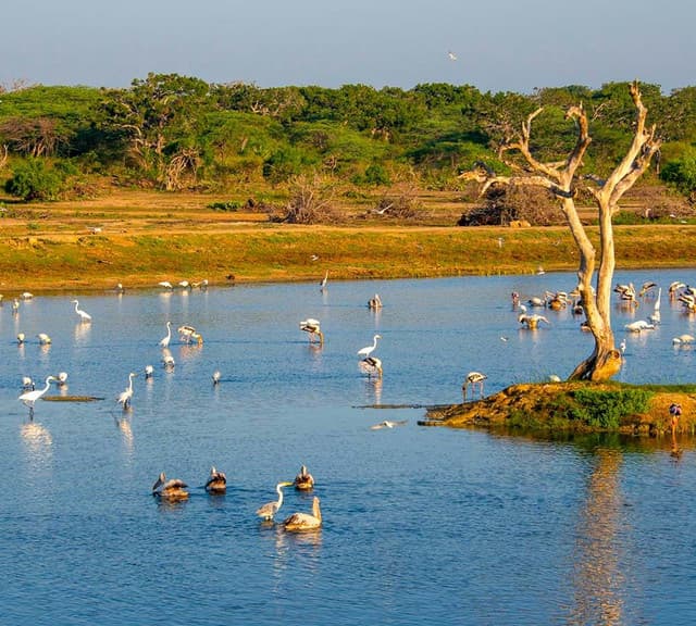 Afternoon Half-Day Safari at Bundala National Park 5