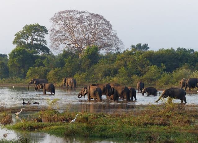 Udawalawe National Park – Best Place to See Elephants in Sri Lanka