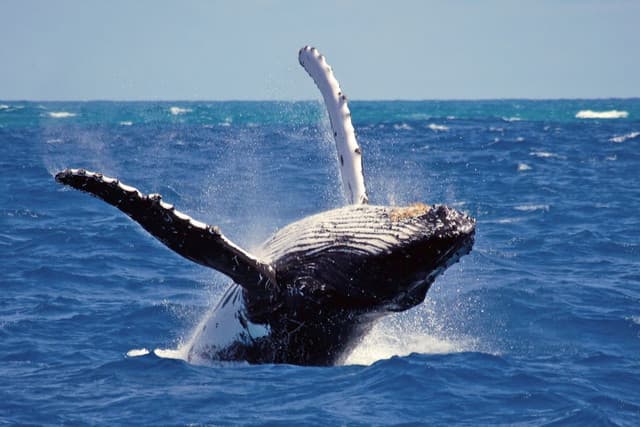 Whale Watching in Mirissa – A Must-Do Marine Adventure in Sri Lanka - Photo 1