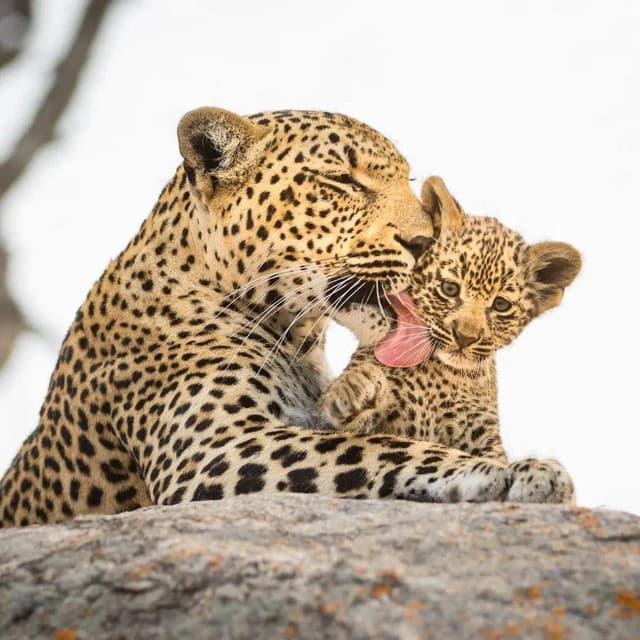 Yala National Park – Sri Lanka’s Wildlife Crown Jewel - Photo 4