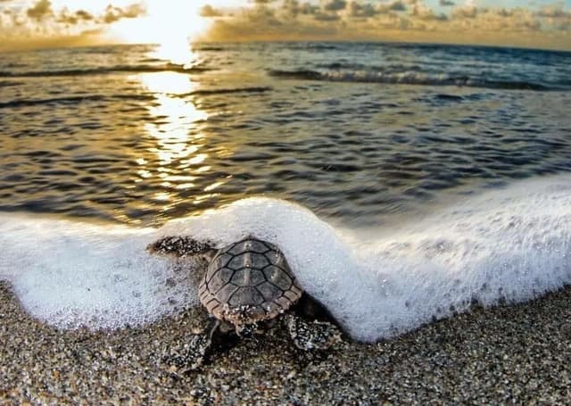 Kosgoda Turtle Hatchery & Madu river Boat Ride Day Tour 3