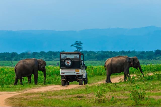 Udawalawe National Park – Best Place to See Elephants in Sri Lanka - Photo 2