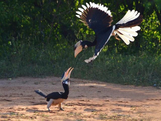 Morning Half-Day Safari at Kumana National Park 2