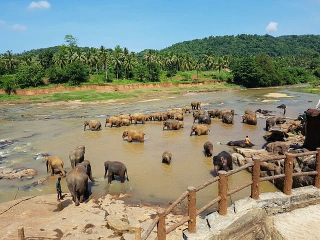 Pinnawala Elephant Orphanage Day Tour– A Heartwarming Wildlife Experience in Sri Lanka 3