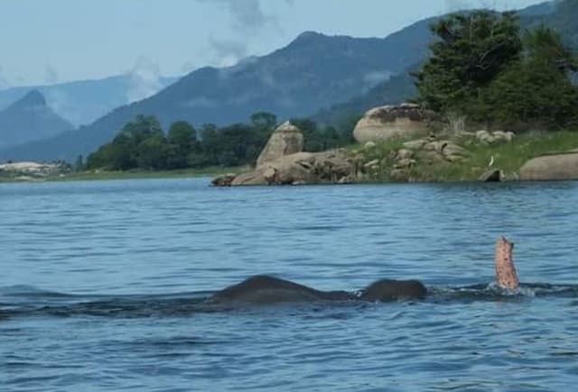 Gal Oya Lake Safari -Swim with Giants - Photo 3