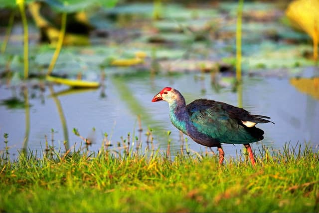 Afternoon Half-Day Safari at Bundala National Park 3