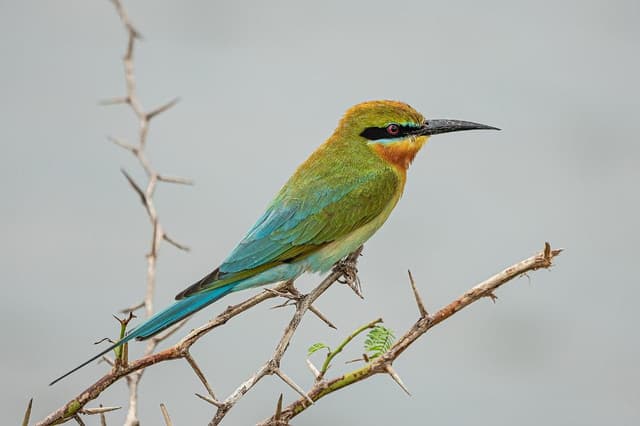 Morning Half-Day Safari at Bundala National Park 5
