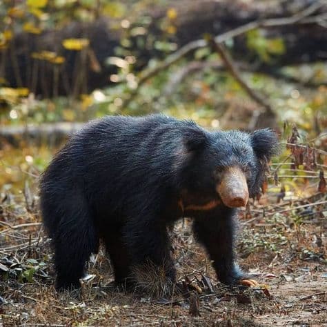 Wilpattu National Park – Sri Lanka’s Largest Wildlife Sanctuary - Photo 5