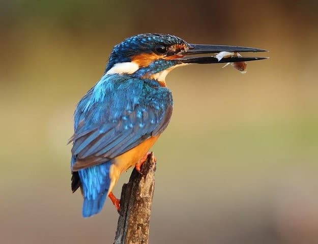 Muthurajawela Bird Watching Tour & Negombo City Tour Experience 3