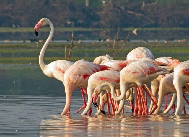 Kumana National Park – Sri Lanka’s Birdwatching Paradise - Photo 1