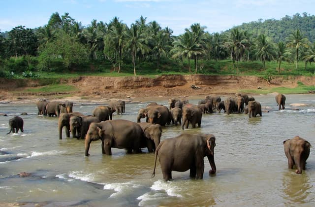 Pinnawala Elephant Orphanage Day Tour– A Heartwarming Wildlife Experience in Sri Lanka 5