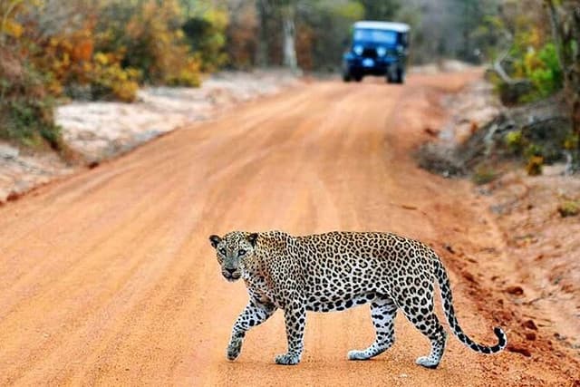 Wilpattu Evening Safari Adventure – Discover Sri Lanka’s Wild Side 3