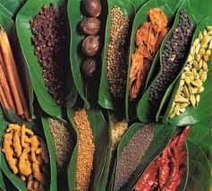 Spice Garden Matale – Exploring Sri Lanka’s Aromatic Legacy - Photo 2