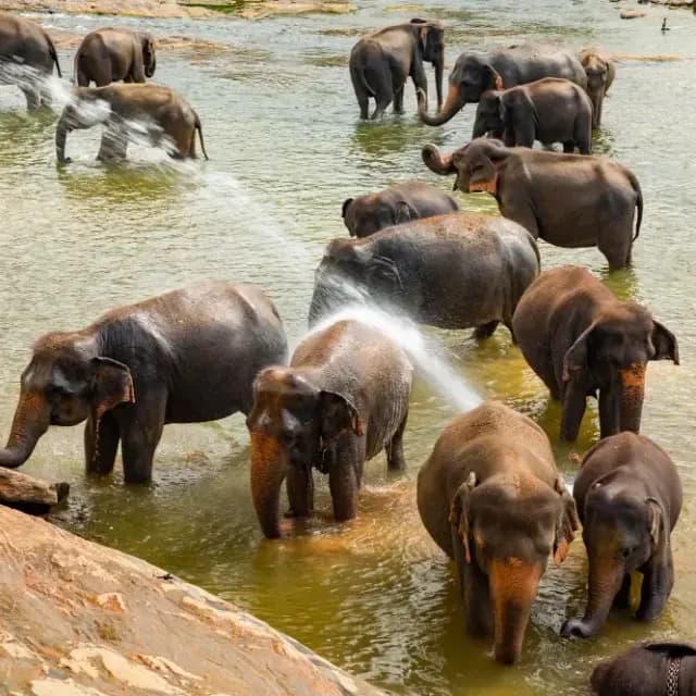 Pinnawala Elephant Orphanage Day Tour– A Heartwarming Wildlife Experience in Sri Lanka 6