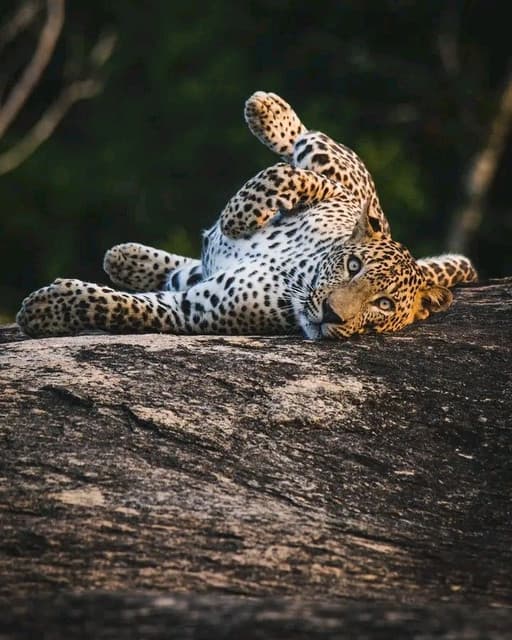 Morning Half-Day Safari at Kumana National Park 7
