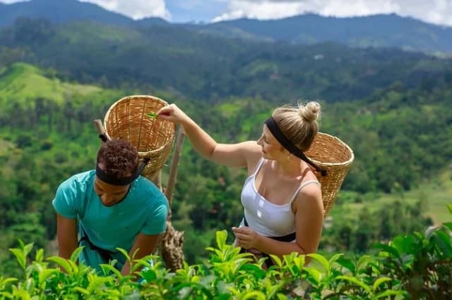 Full day Nuwara Eliya City Tour & Sightseeing 7