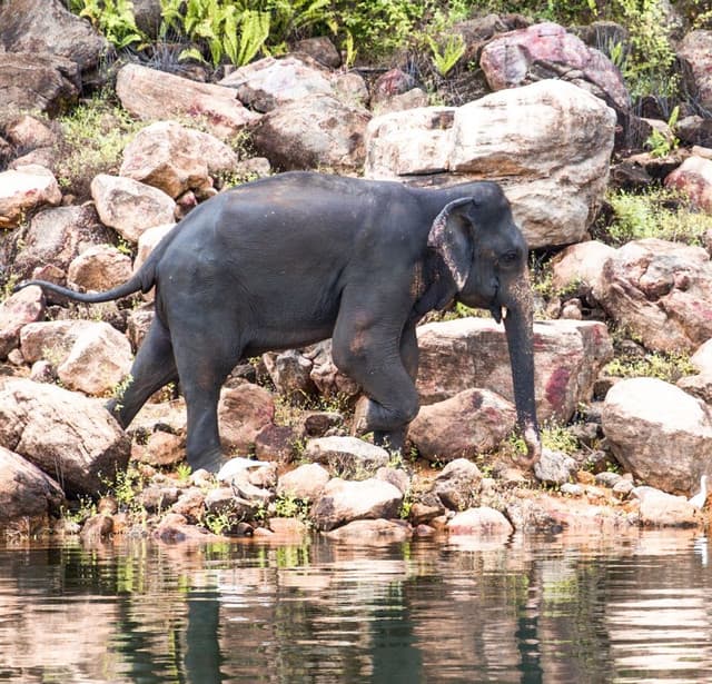 Gal Oya Lake Safari -Swim with Giants - Photo 4