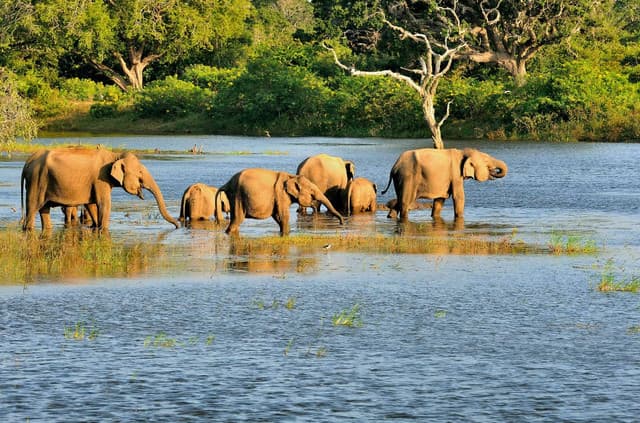 Morning Half-Day Safari at Bundala National Park 2