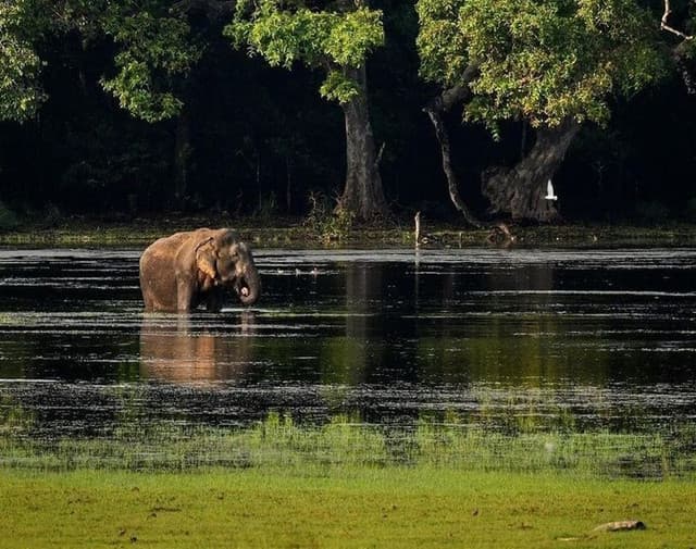 Wilpattu Evening Safari Adventure – Discover Sri Lanka’s Wild Side 6
