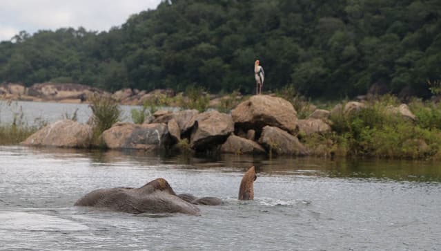 Gal Oya Lake Safari -Swim with Giants - Photo 8