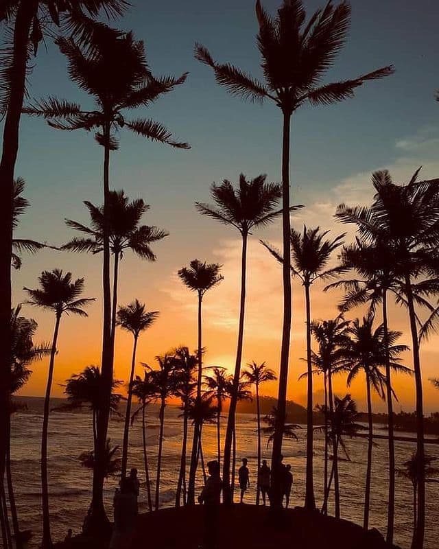 Coconut Tree Hill Mirissa – A Scenic Tropical Icon in Sri Lanka - Photo 4
