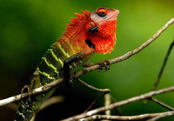 Sinharaja Rainforest – Gateway to Sri Lanka’s Natural Heritage - Photo 3