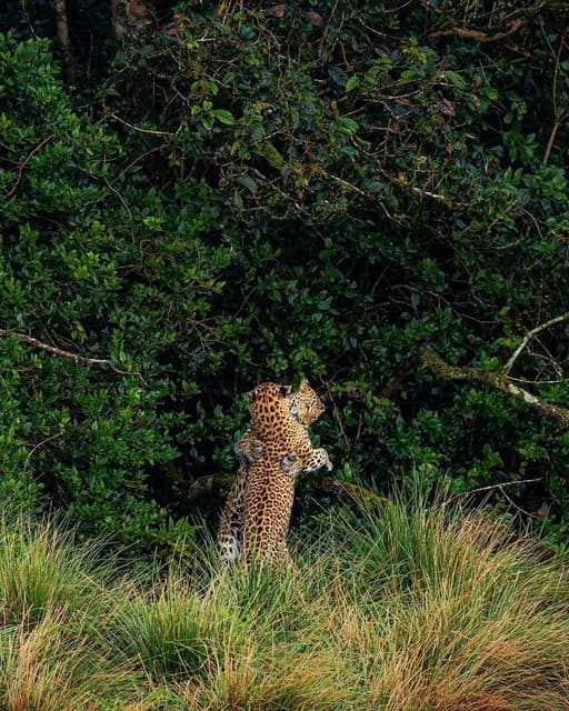 Horton Plains National Park – Sri Lanka’s Misty Highland Adventure - Photo 5